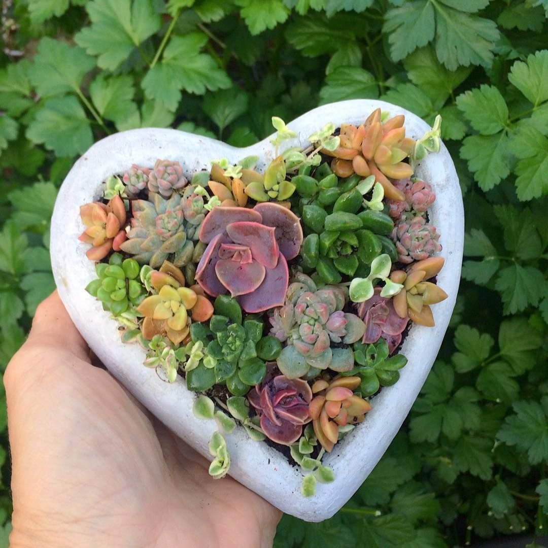 Суккуленты сердце