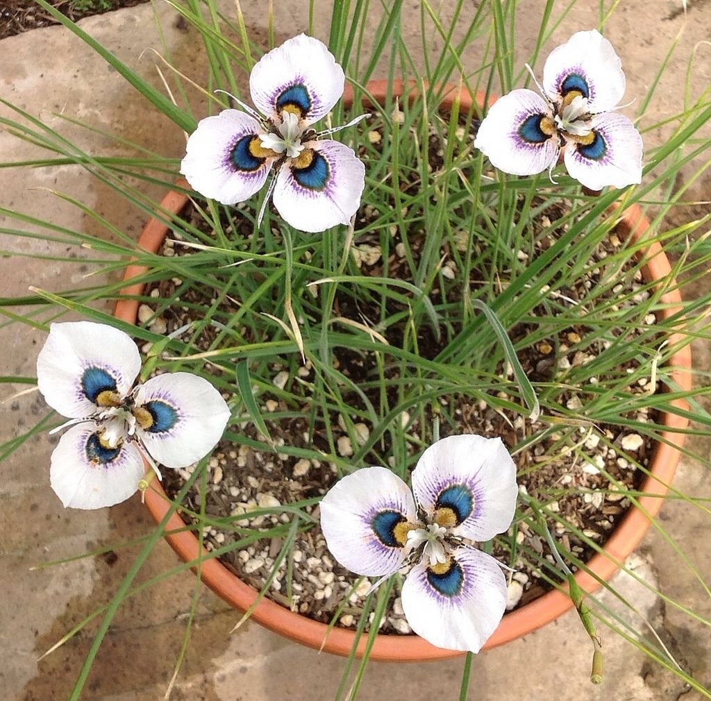 Moraea iridioides Flower Seeds