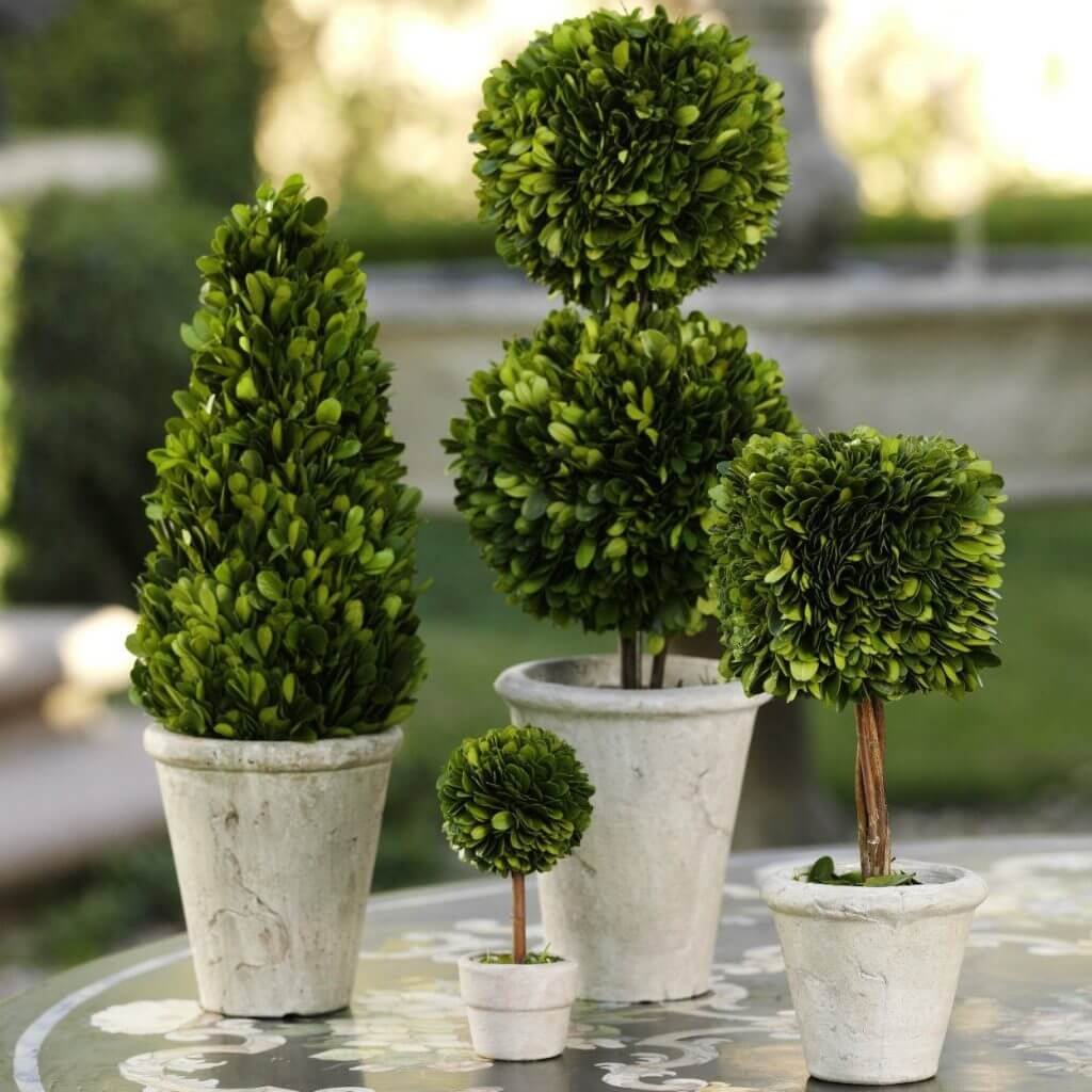 Самшит Buxus