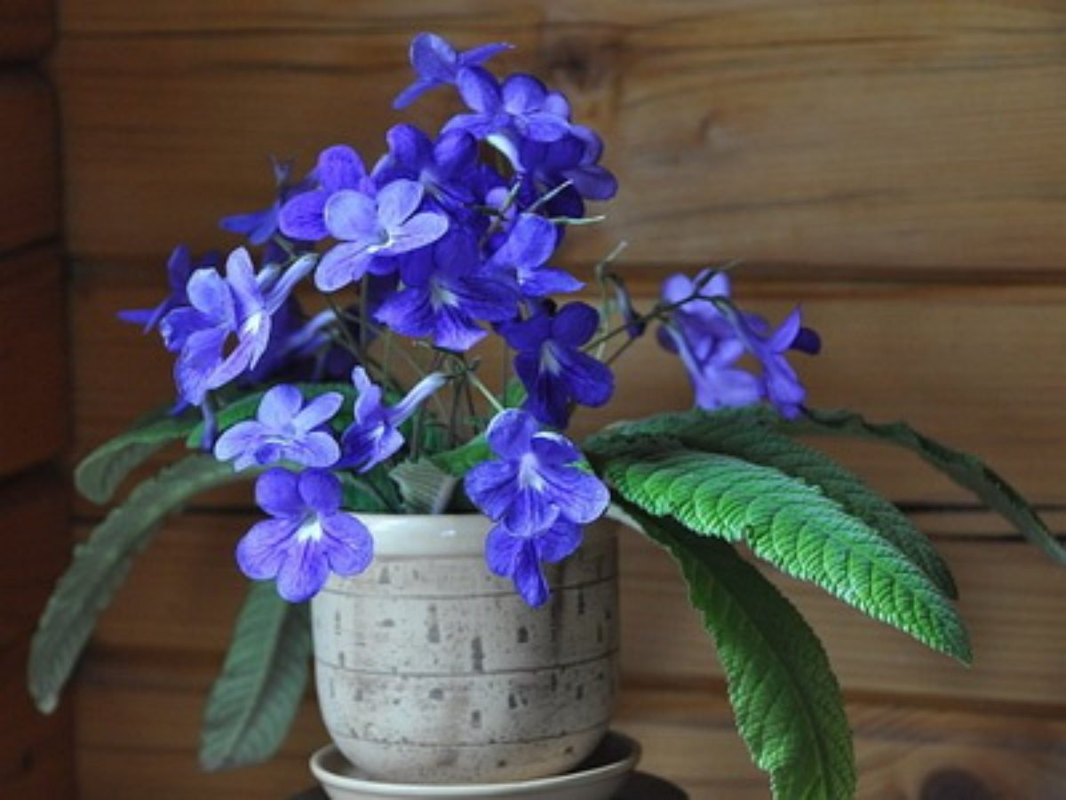 Синие цветы домашние
