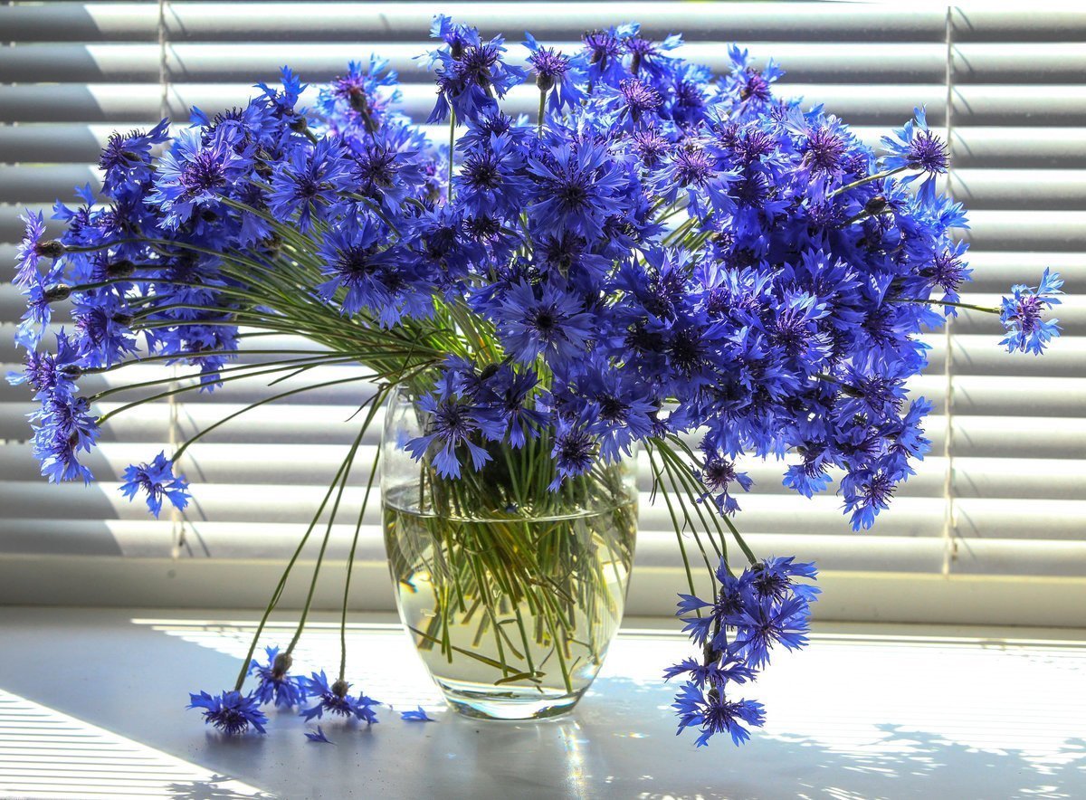 Phacelia campanularia