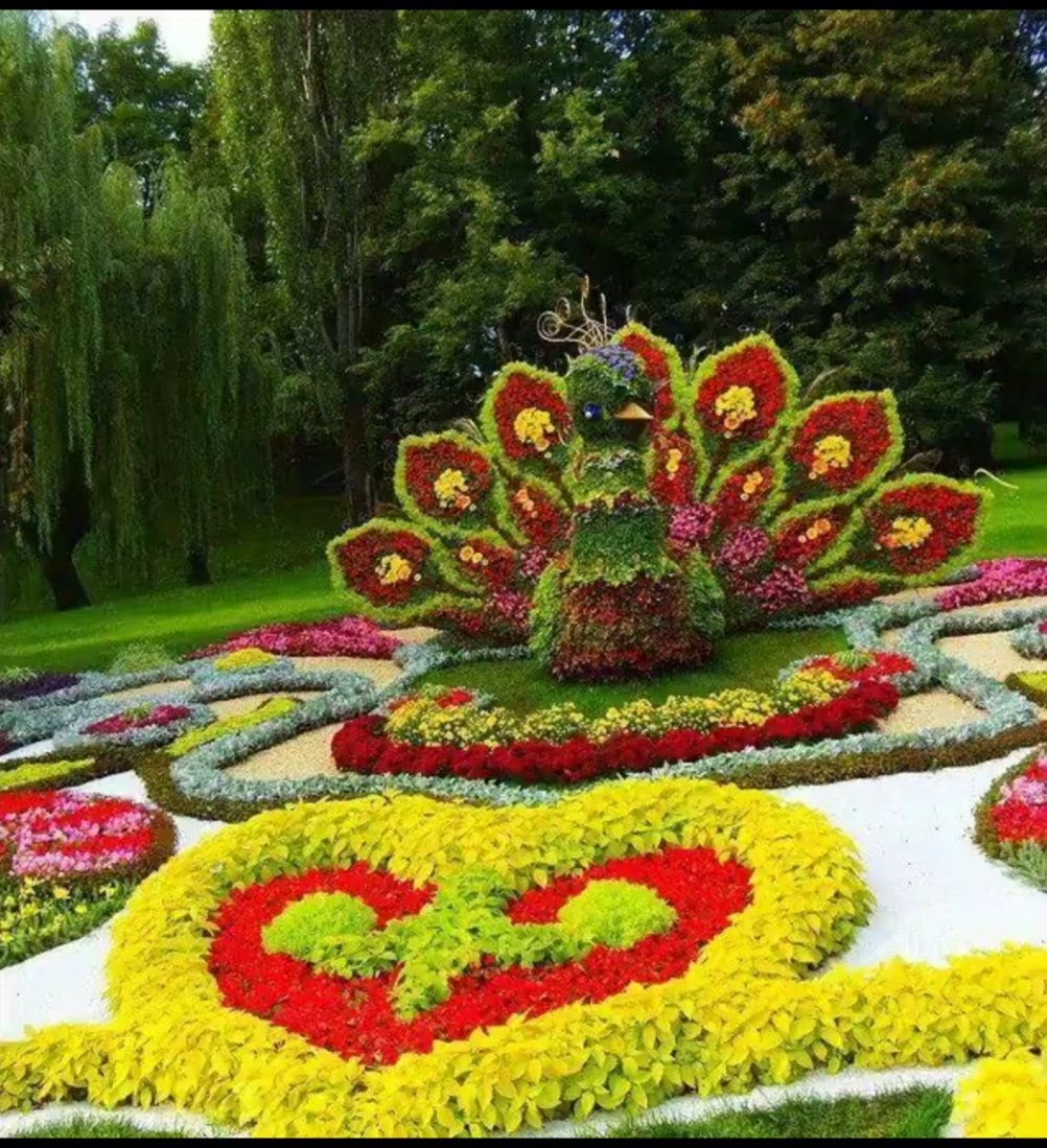 Цветочная клумба Павлин
