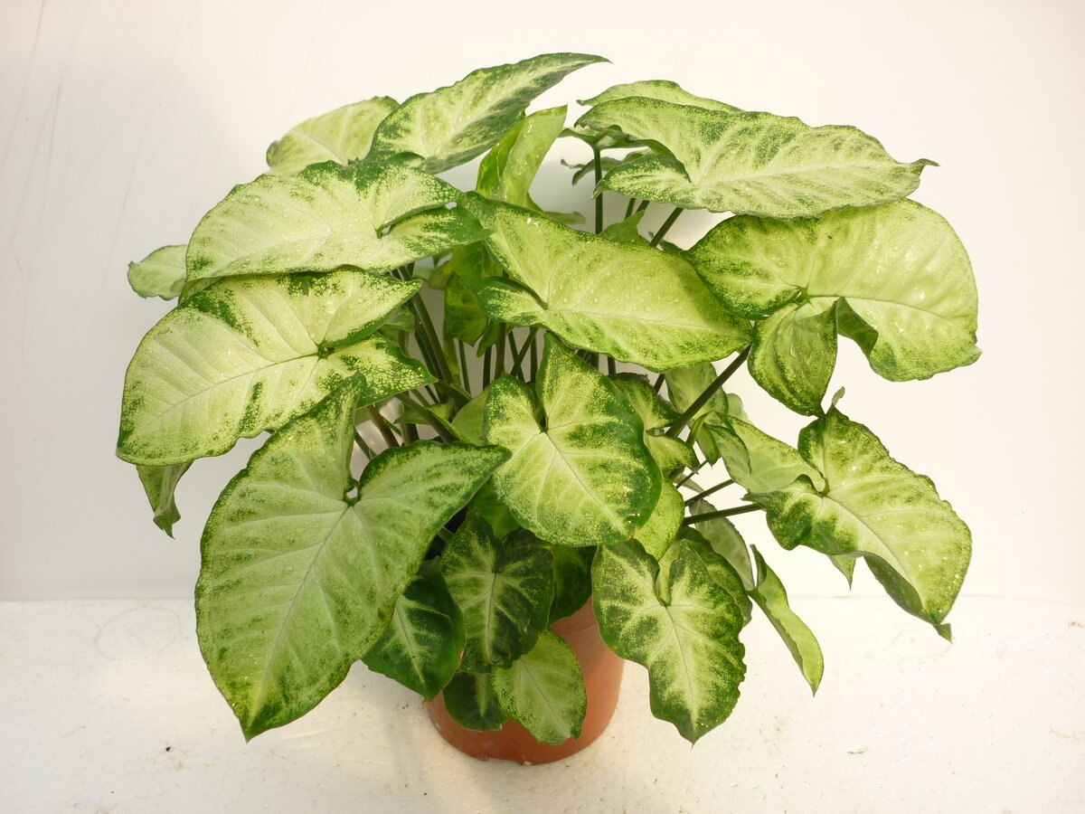Syngonium Leaf