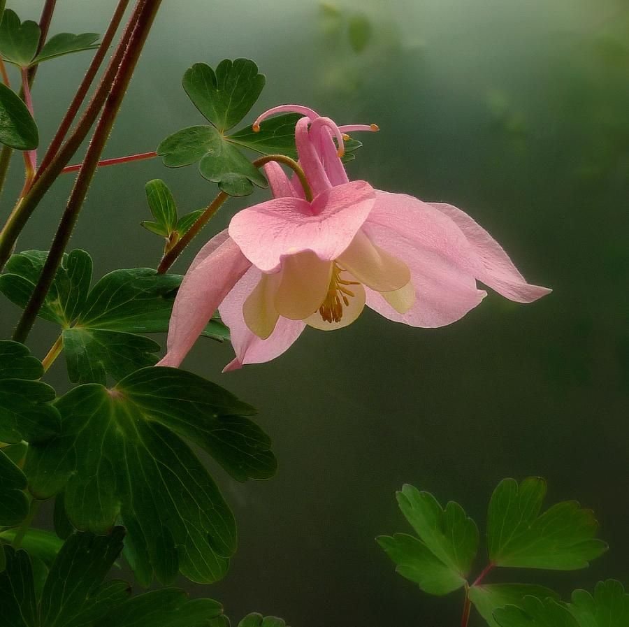 Аквилегия Aquilegia Pink Petticoat