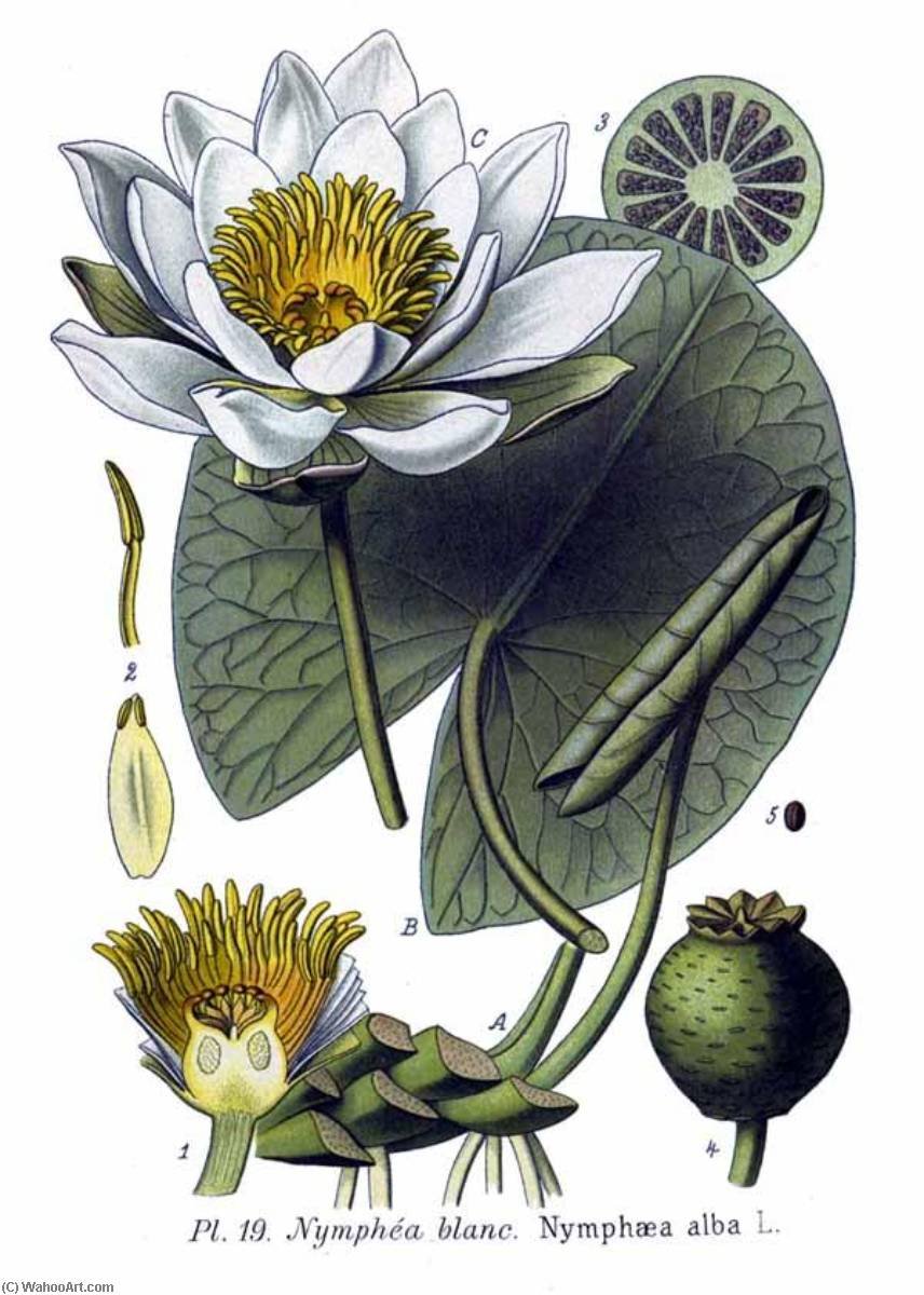 Кувшинка белая Nymphaea Alba l.