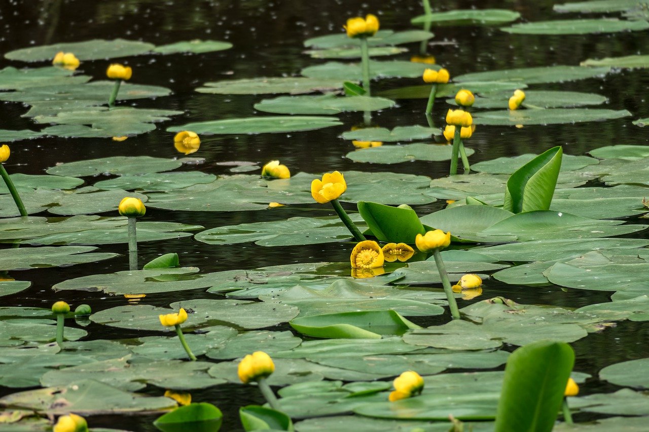 Желтая вода весной. Кубышка (Nuphar). Кувшинка желтая кубышка. Кубышка желтая водяная Лилия. Кубышка водные растения.