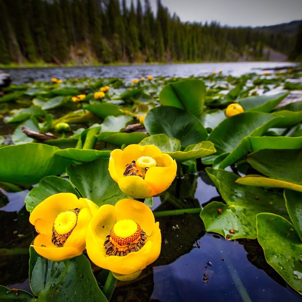 Кубышка (Nuphar)