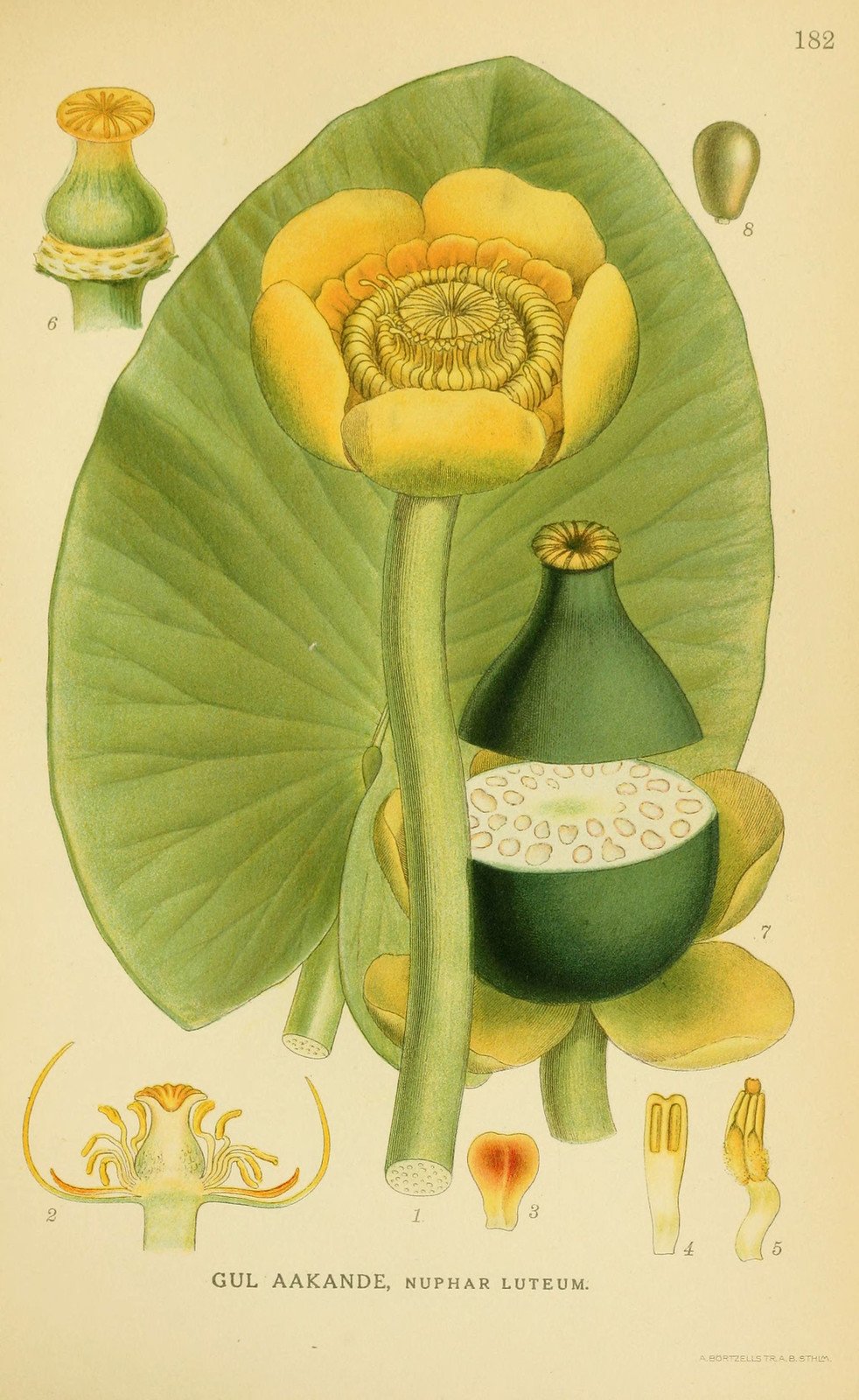 9. Кубышка малая Nuphar pumila