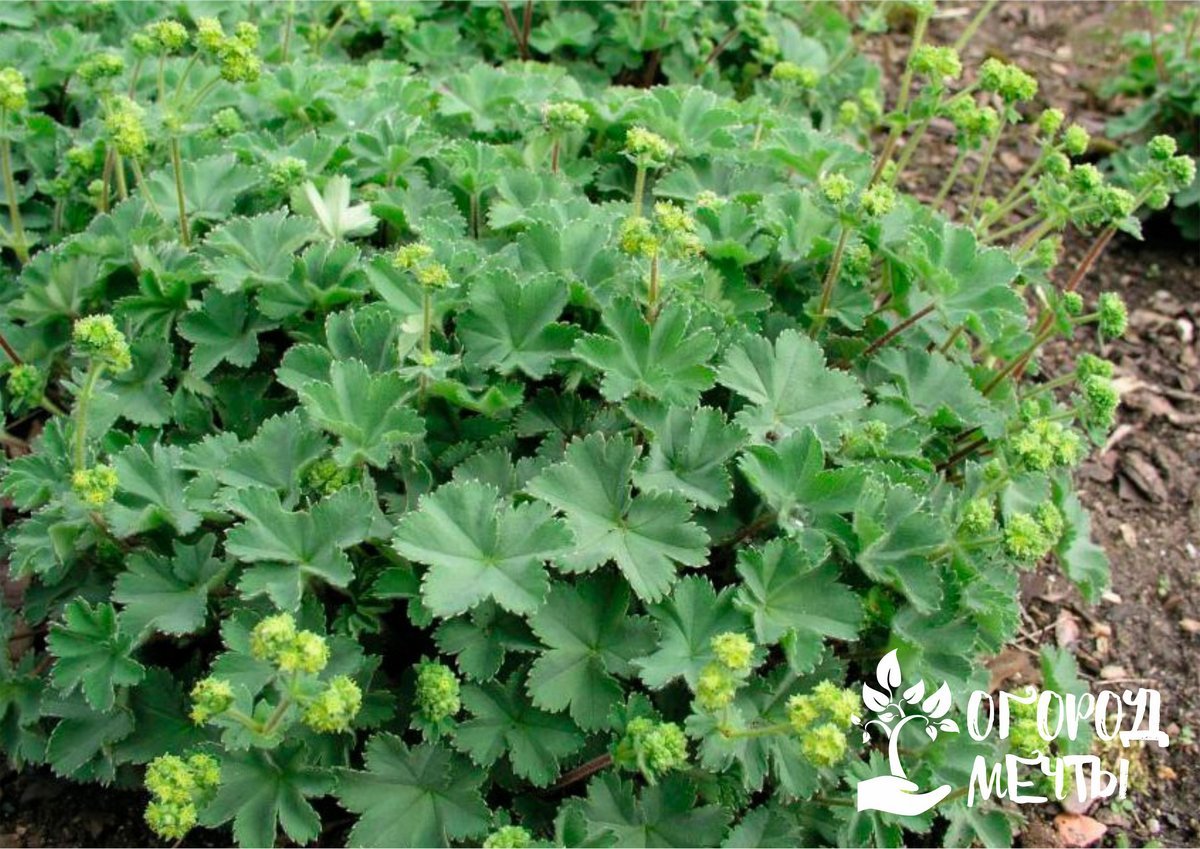 Манжетка красночерешковая (Alchemilla erythropoda)