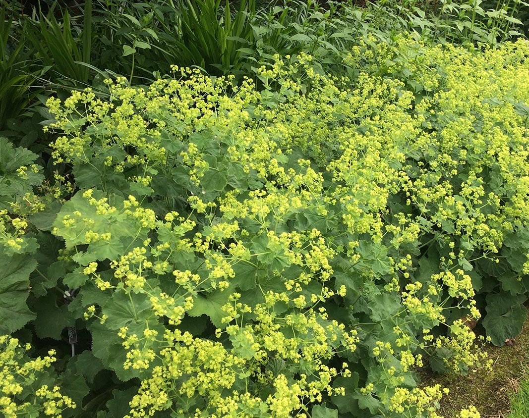Манжетка красночерешковая (Alchemilla erythropoda)
