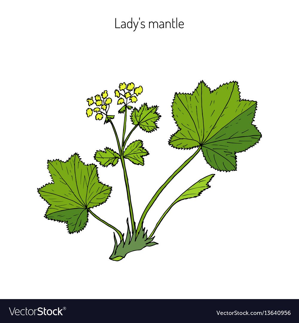 Alchemilla mollis