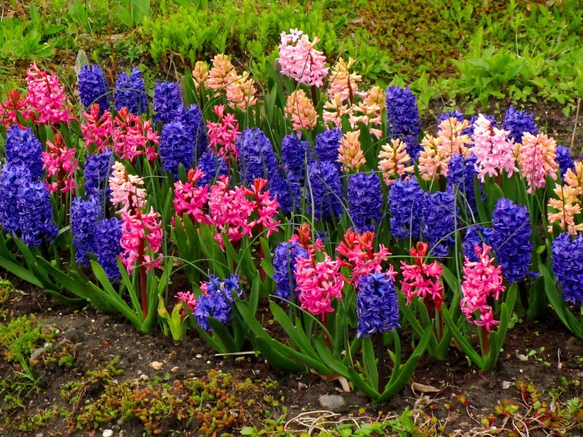 Мускари гроздевидный Muscari botryoides