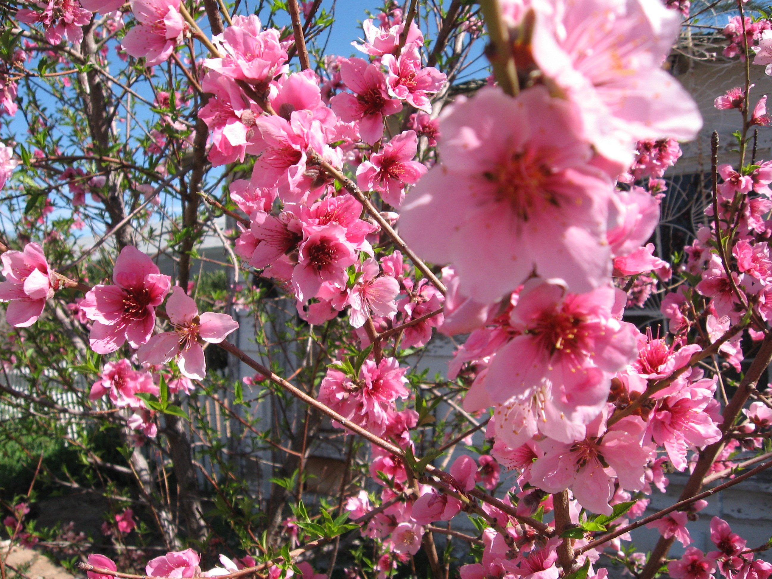 Что цветет в крыму розовым цветом. Прунус персик. Цветущий персик / Blooming Prunus persica. Кипр цветет миндаль. Персик Кардинал цветение.