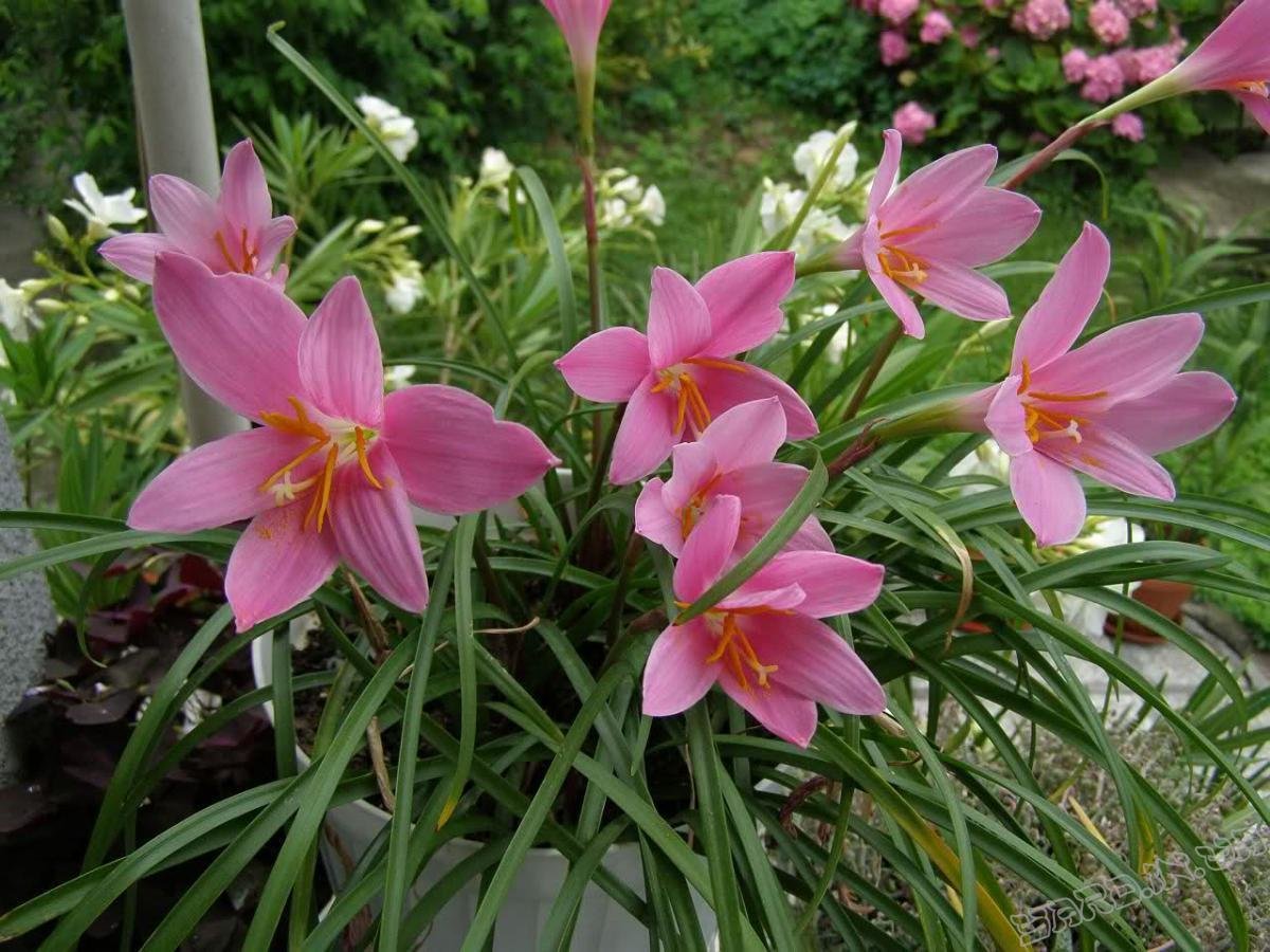 Zephyranthes robusta