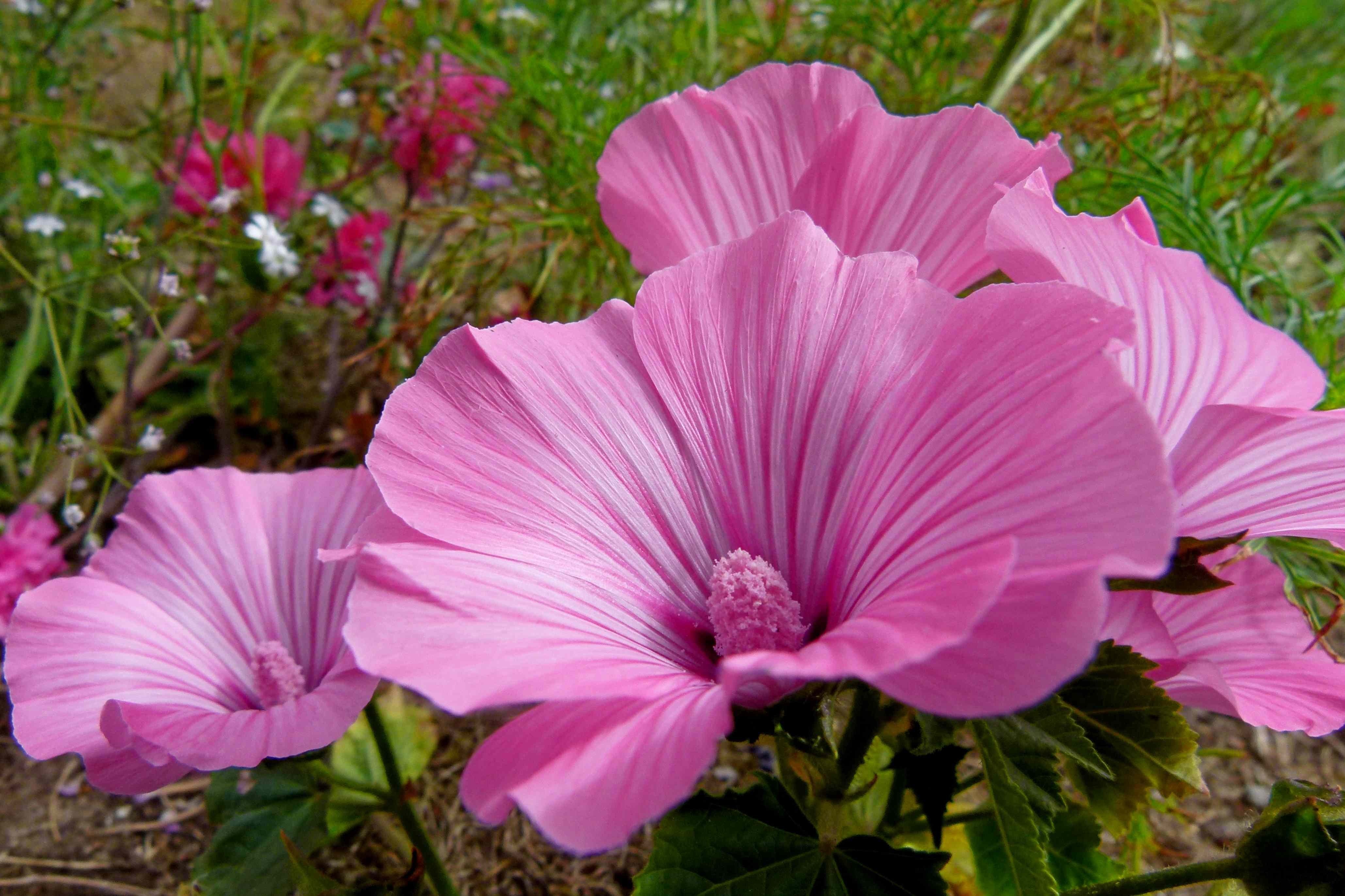 Лаватера цветок выращивание из семян. Лаватера хатьма. Малопа пурпурная. Лпватера тбрингенская ьелая.