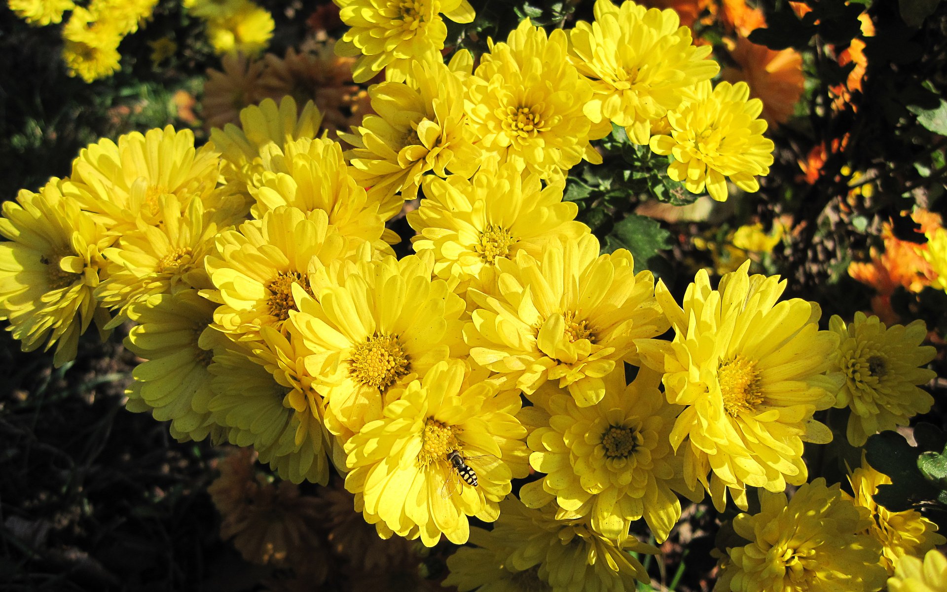 Цветы желтые хризантемы. Хризантема корейская Зорька. Хризантема корейская Элен Еллоу.