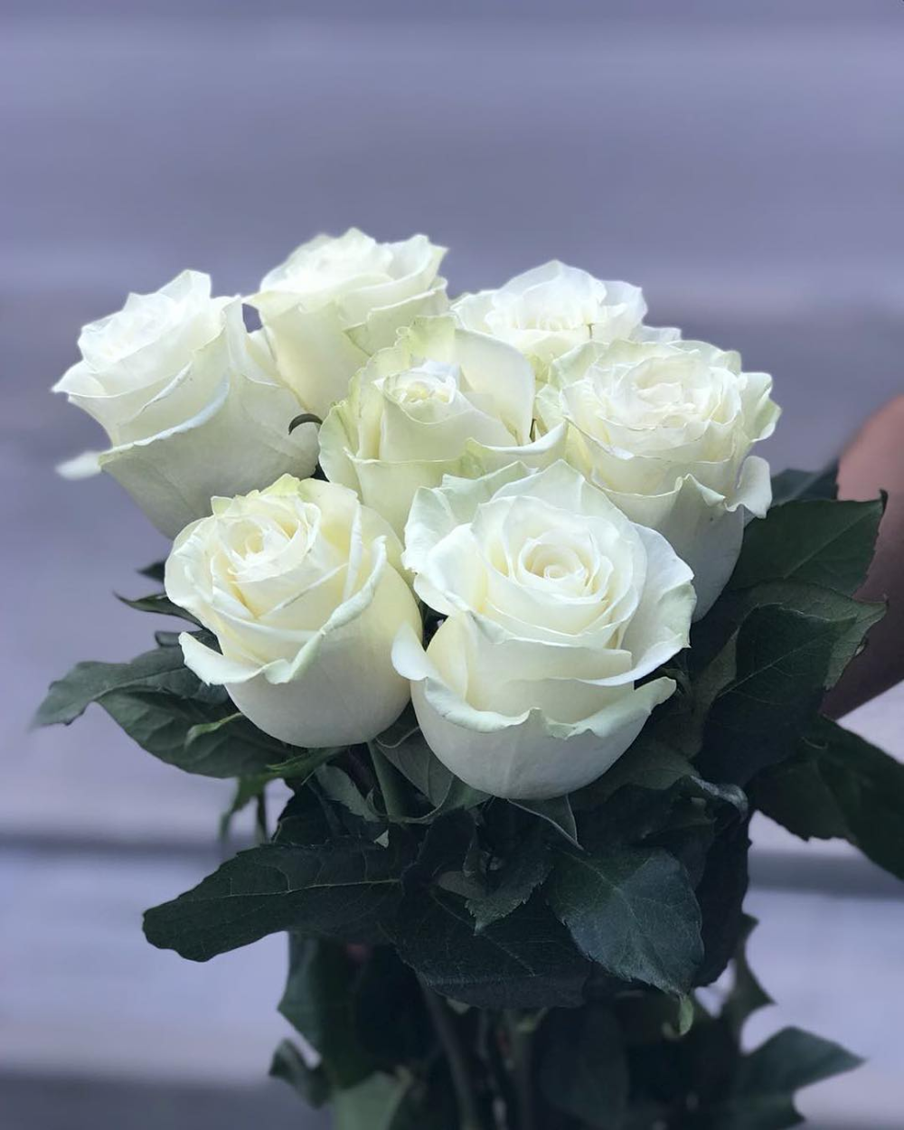 Мондиаль Красноярск