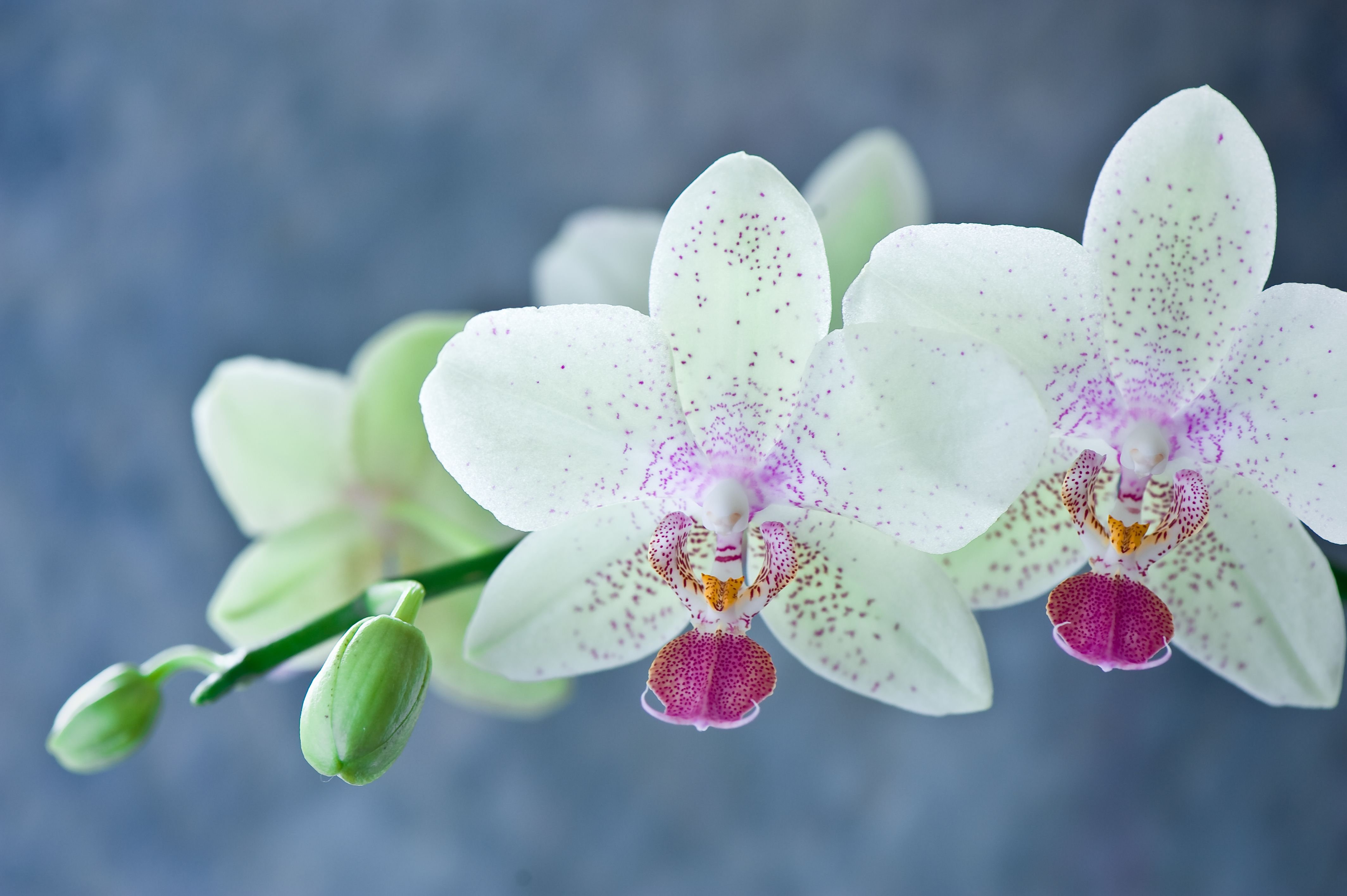 Flowers orchids. Орхидея фаленопсис белая. Орхидея Мальва фаленопсис. Фаленопсис Орхидея Josefina. Орхидея фаленопсис бабочка.
