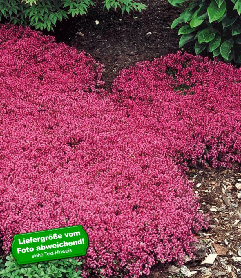 Тимьян ползучий (Thymus serpyllum 'Magic Carpet')