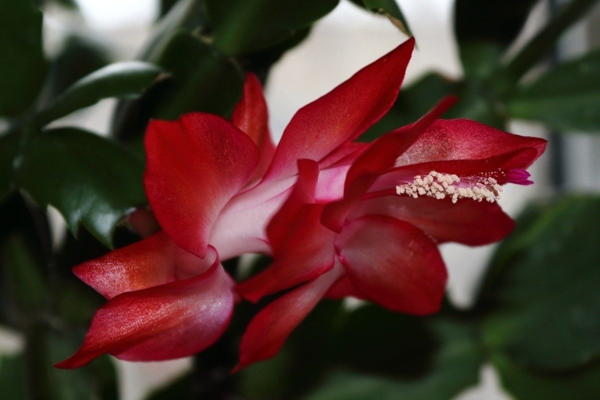 Christmas Cactus растение