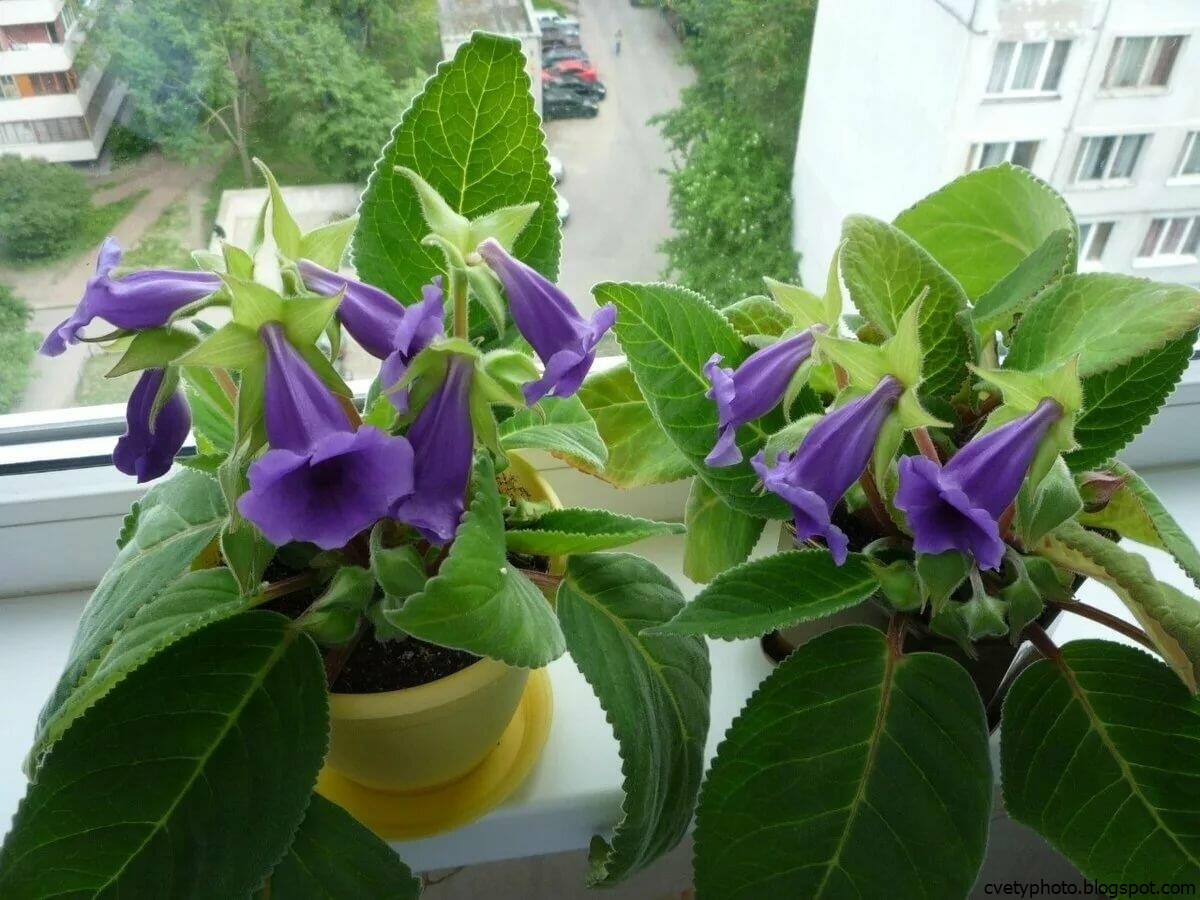 Колерия мохнатый колокольчик