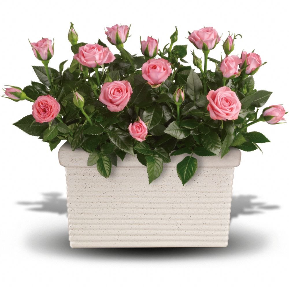 Роза Кордана микс d22