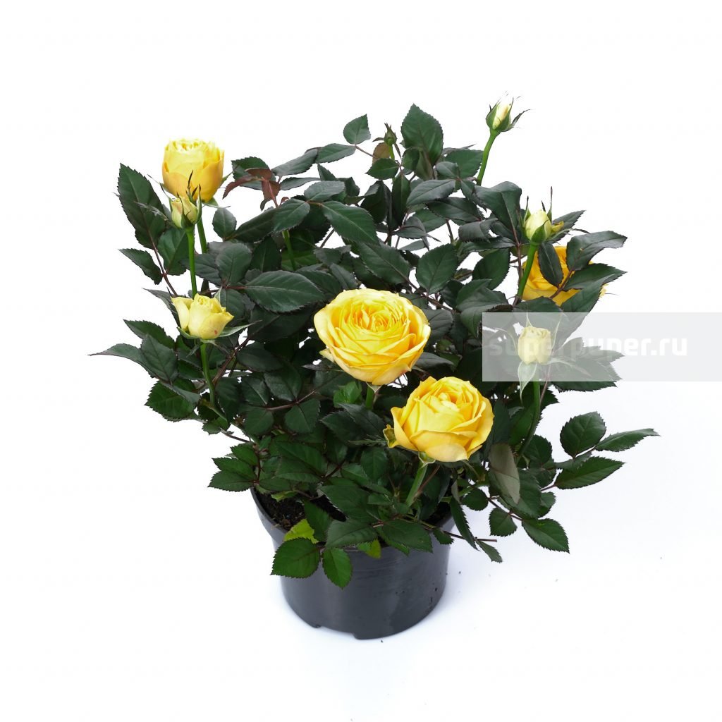Роза горшечная Кордана микс
