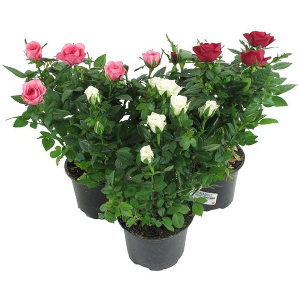Роза Кордана (Rosa Kordana)