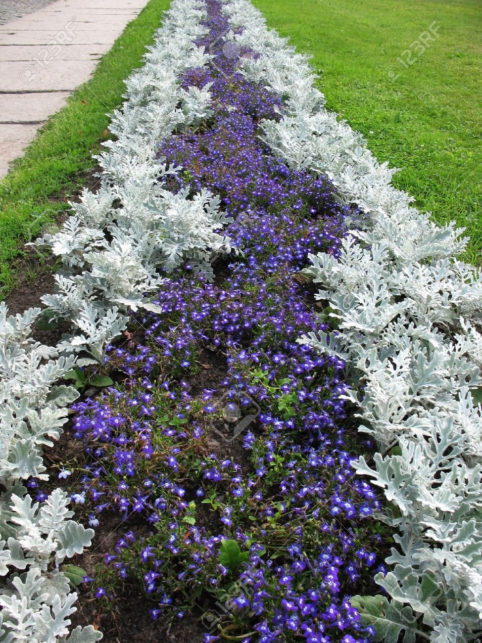 Цинерария серебристая Dusty Miller