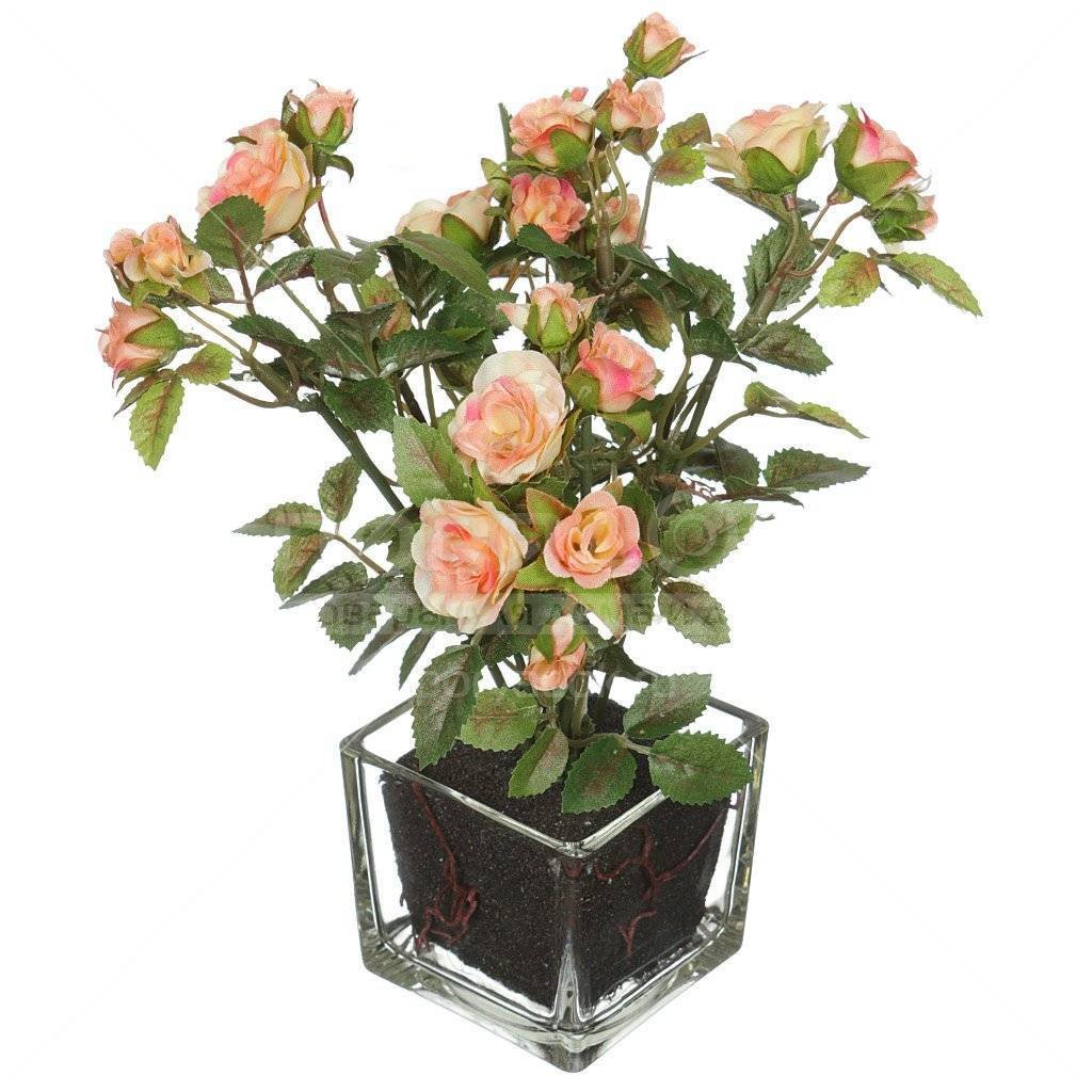 Rosa Kordana