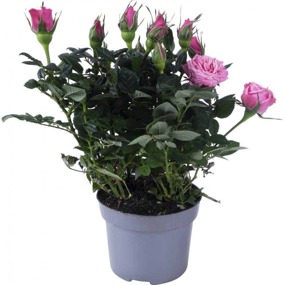 Роза Кордана (Rosa Kordana)