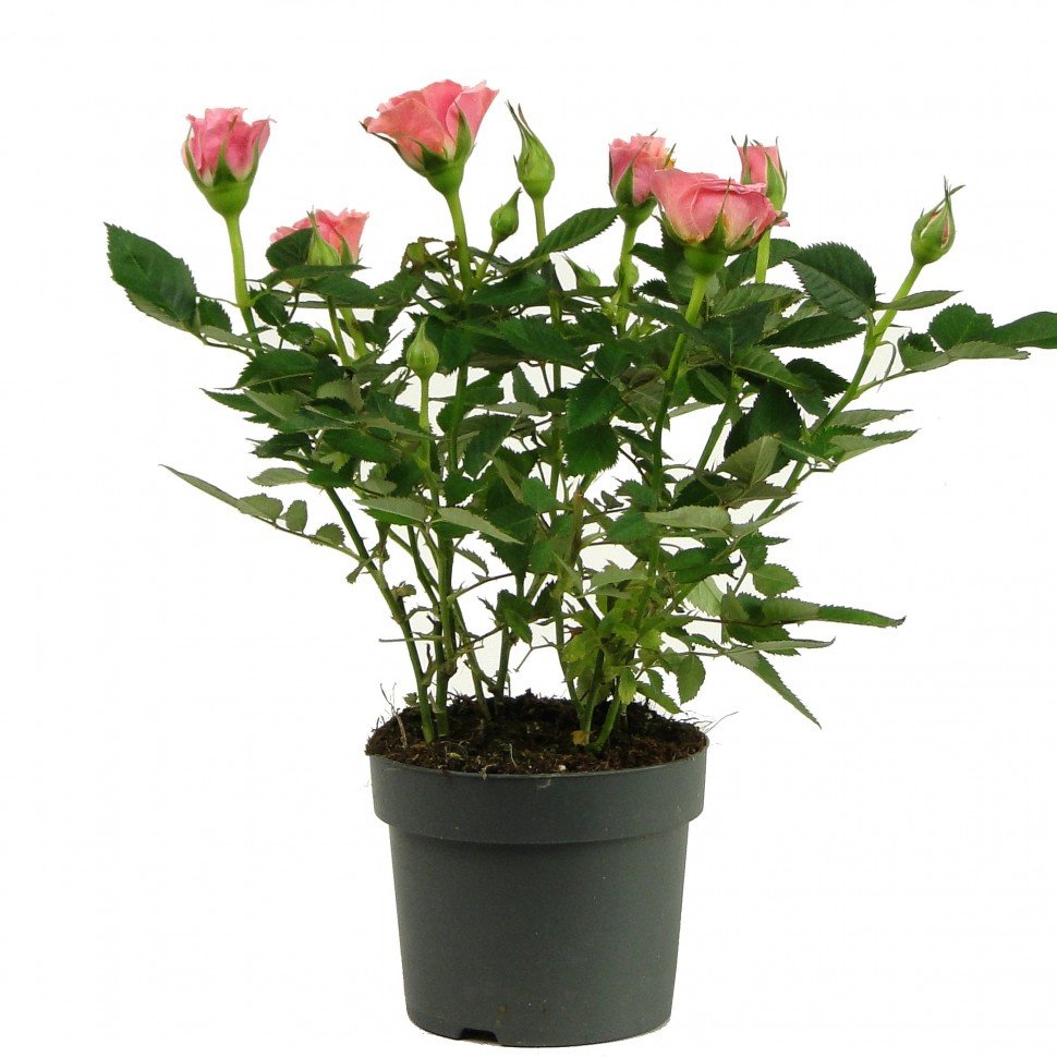 Роза Кордана (Rosa Kordana)