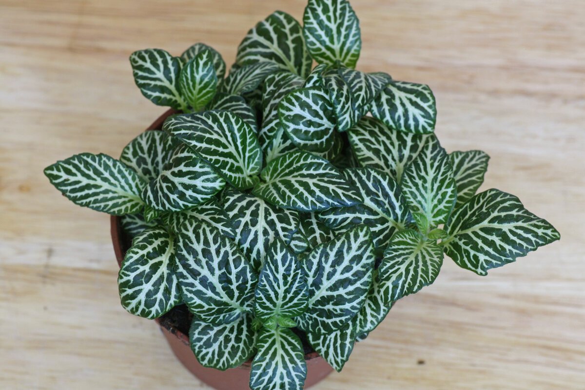 Fittonia albivenis