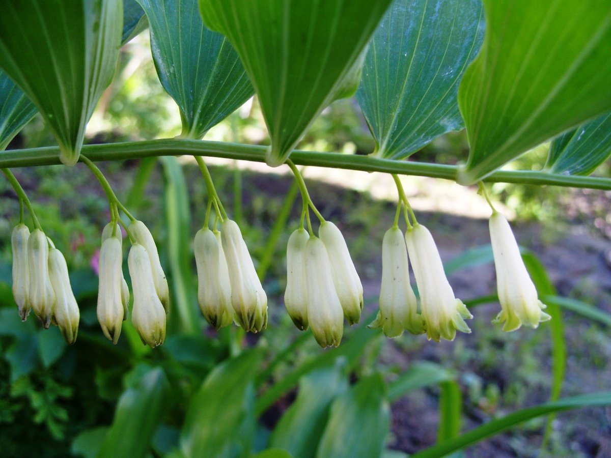 Купена hookeri