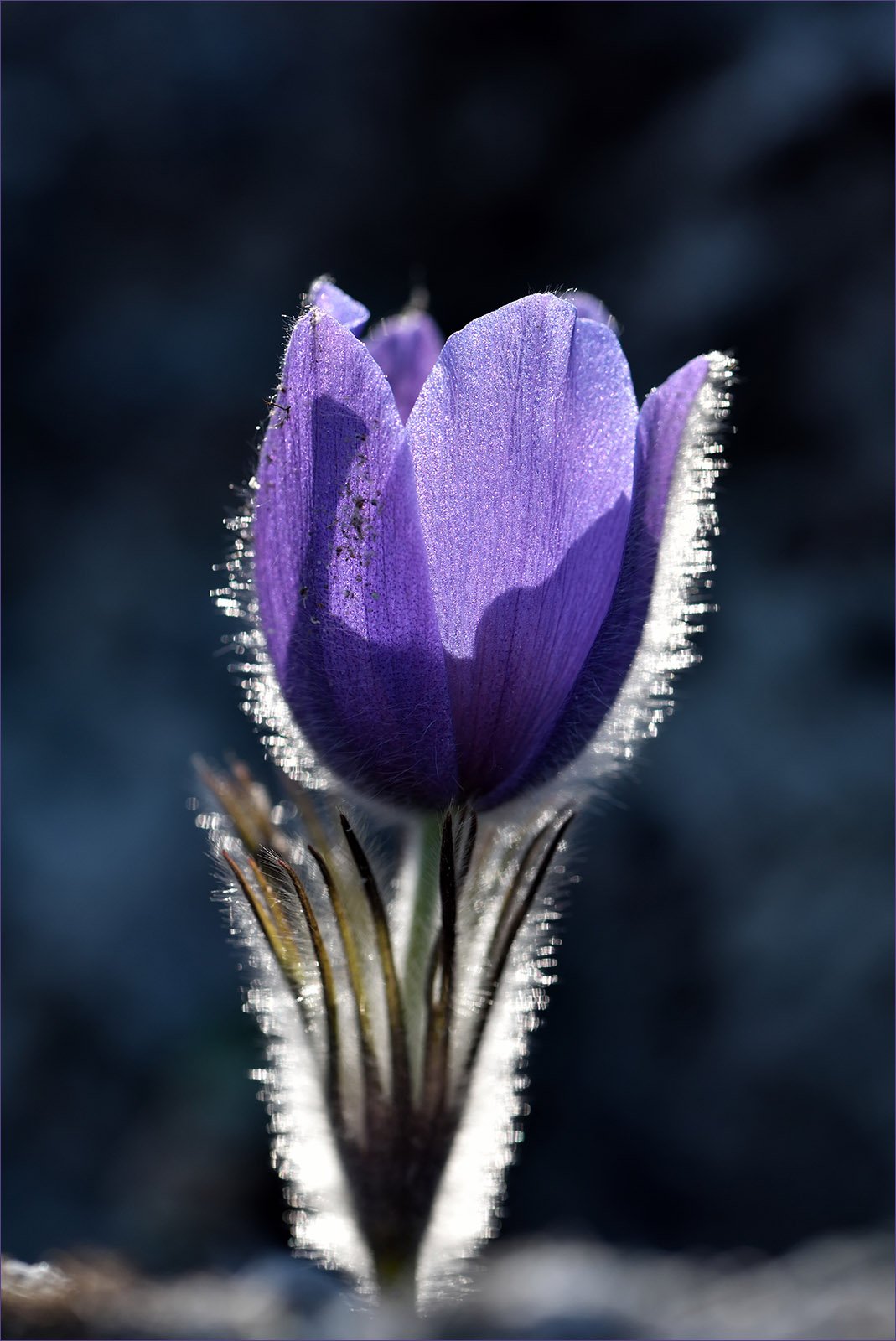 Прострел (Подснежник, сон-трава, Pulsatilla)