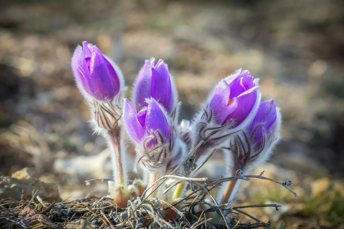 Прострел (Подснежник, сон-трава, Pulsatilla)