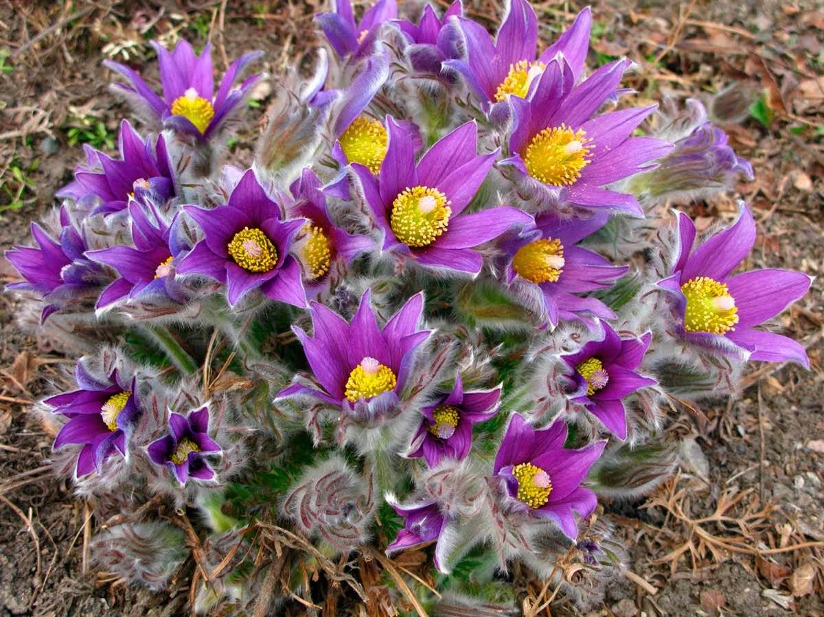 Pulsatilla Violet Bells