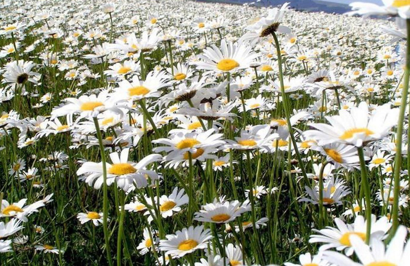 Белые ромашки поле цветов