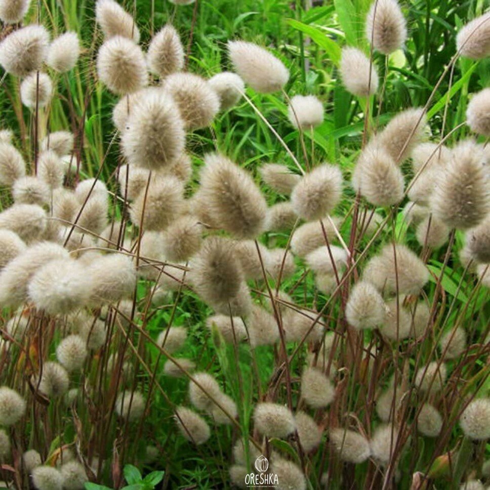 Пушица (Eriophorum)