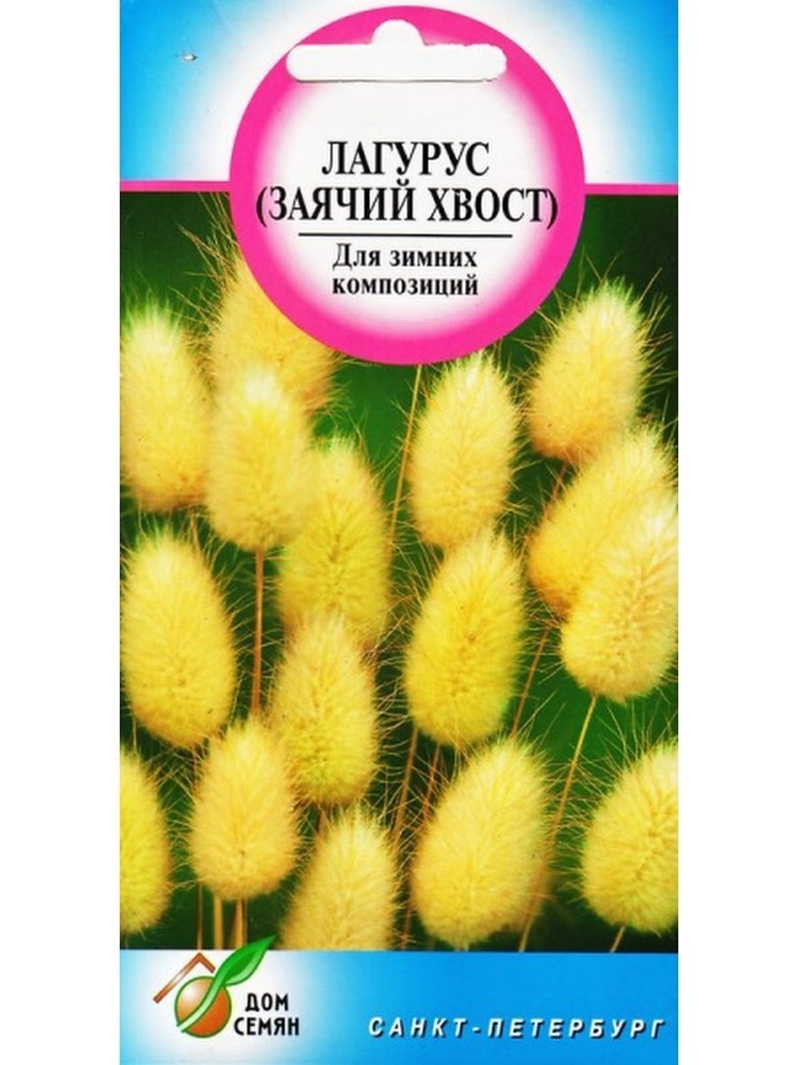 Цветы заячий хвост