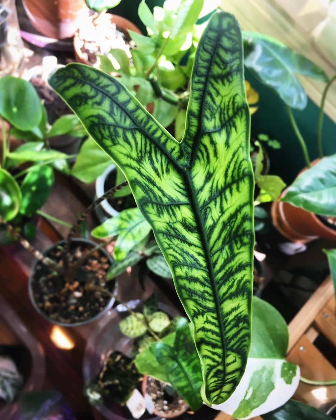Алоказия sarawakensis Princess