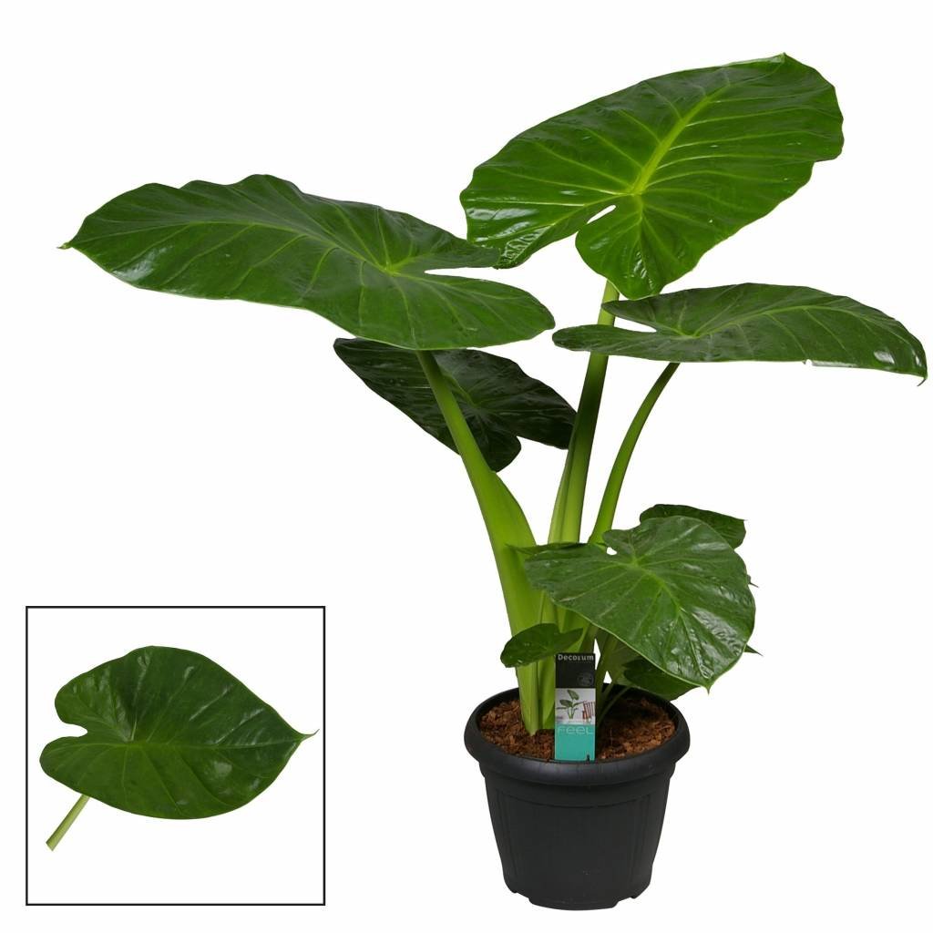 Colocasia Antiquorum