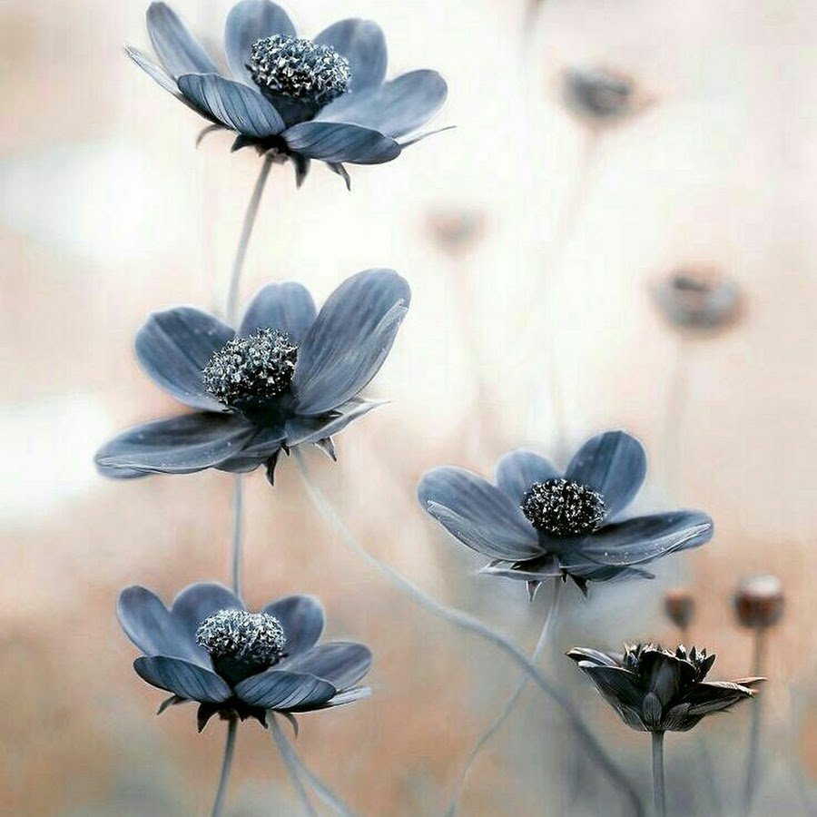 Лен голубой цветы