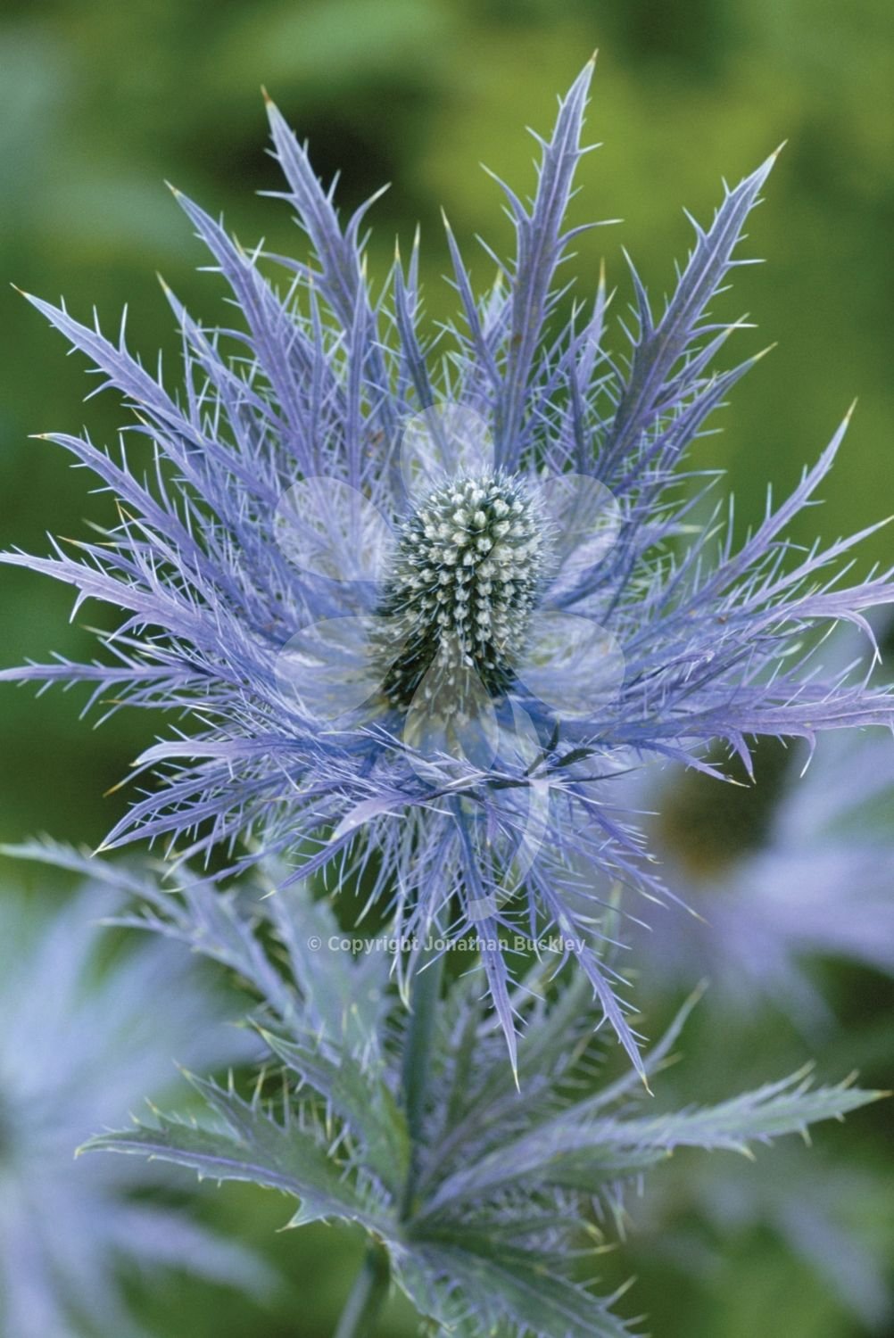 Синеголовник Eryngium alpinum