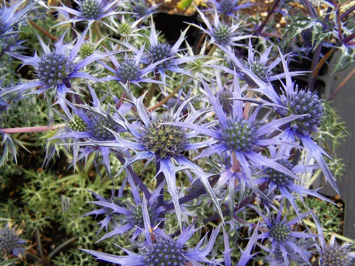 Синеголовник Бурже Eryngium bourgatii