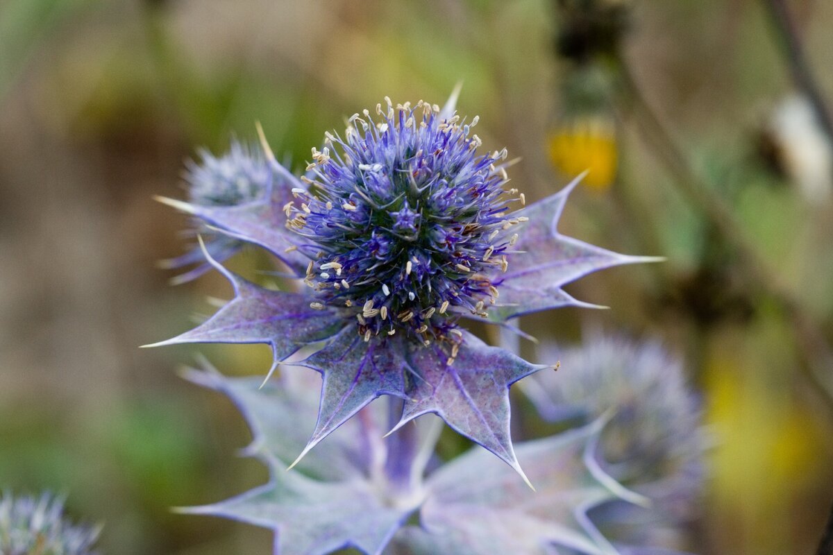 Синеголовник (Eryngium)