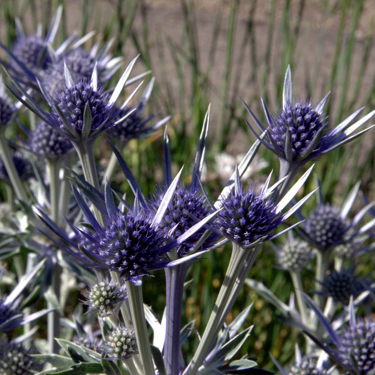 Синеголовник (Eryngium)
