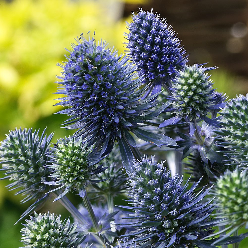 Синеголовник плосколистный Eryngium Planum
