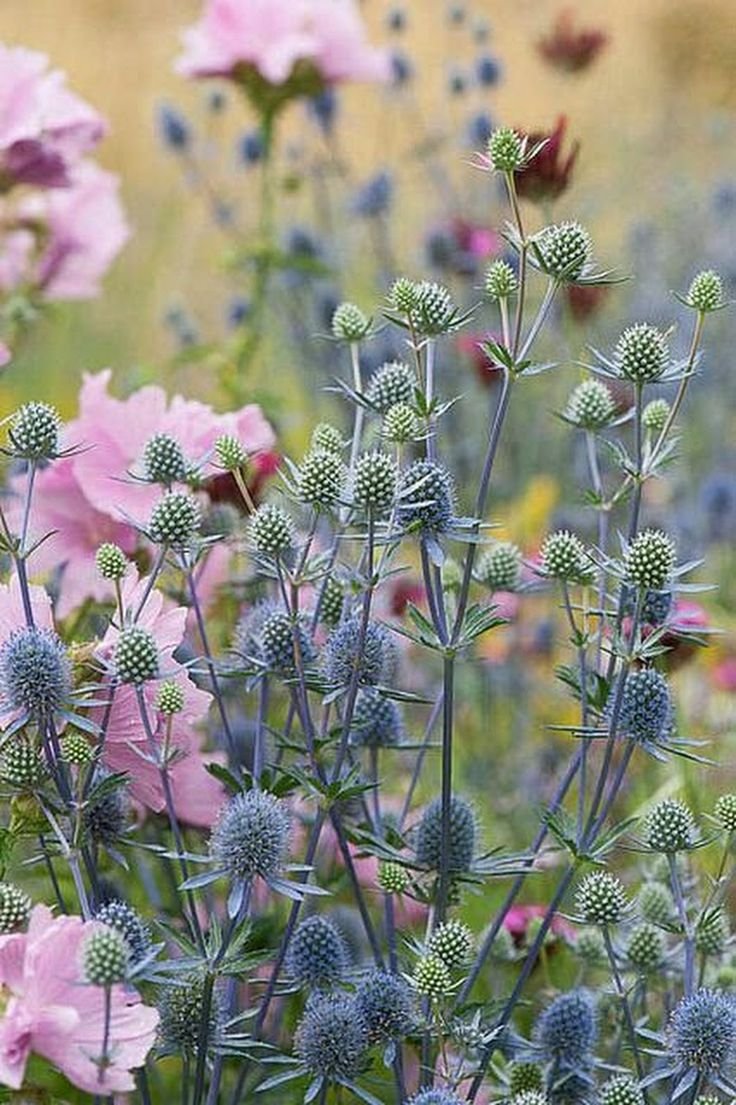 Синеголовник (Eryngium)