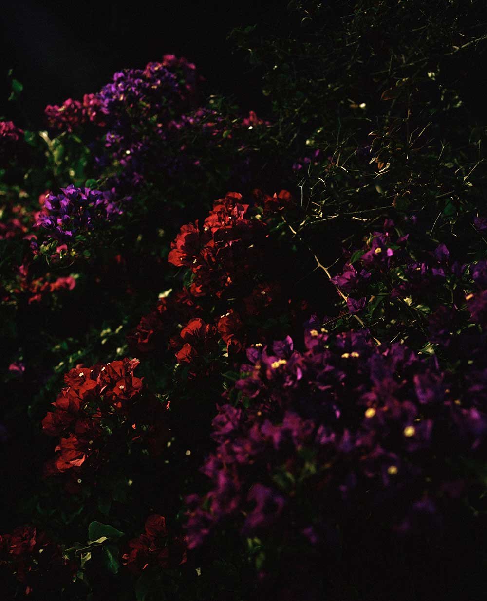 Цветы цветущие ночью